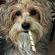 Chopper is registered to the contest to win money with this photo: dog, fluffy, chew_stick, close_up, pet, animal, indoor, cute, fur, face, black_nose, whiskers, brown_eyes, muzzle, canine, adorable, portrait, looking_at_camera, long_hair, domestic_animal