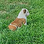 Bub is registered to the contest to win money with this photo: bulldog, puppy, dog, grass, green, outdoor, field, pet, animal, nature, sitting, young, canine, fur, mammal, back_view, peaceful, daylight, cute, alone