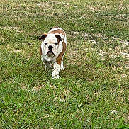 Bub joined the competition — help win amazing prizes! bulldog, puppy, dog, grass, outdoor, field, animal, walking, pet, young, nature, canine, mammal, fur, cute, portrait, green, summer, daylight, single