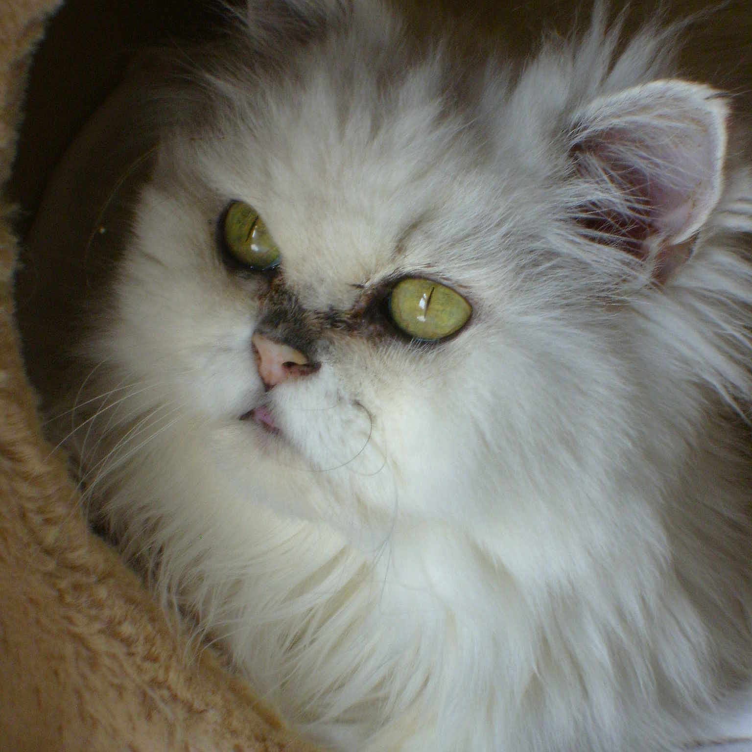 Princess