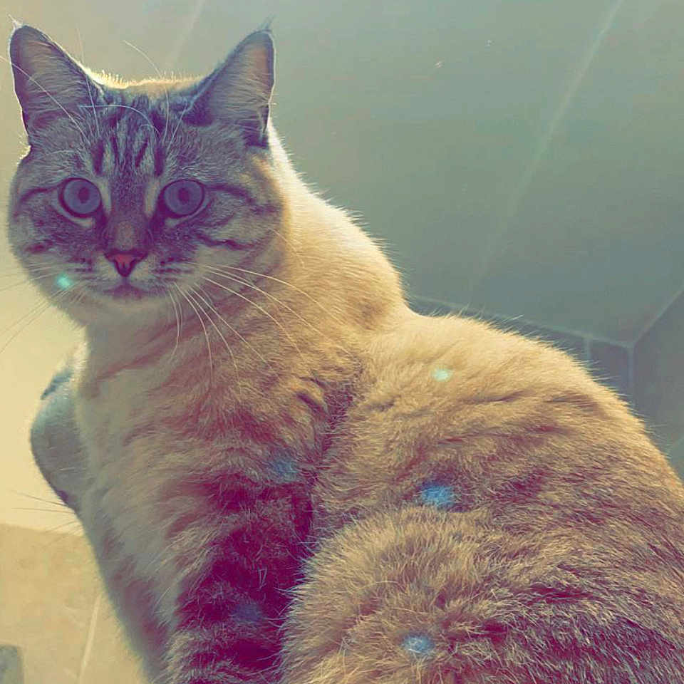 Tito a rejoint le concours — aidez-le/la à gagner de superbes lots ! animal, cat, closeup, countertop, curious, domestic, ears, eyes, feline, fluffy, fur, household, indoor, light, pet, portrait, sitting, tabby, tile, whiskers