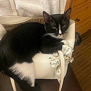 Cooper joined the competition — help win amazing prizes! cat, black_and_white, handbag, bag, floral_bow, chair, wooden_dresser, carpet, indoor, pet, feline, resting, curious, domestic_animal, closeup, fur, whiskers, eyes, relaxed, cute