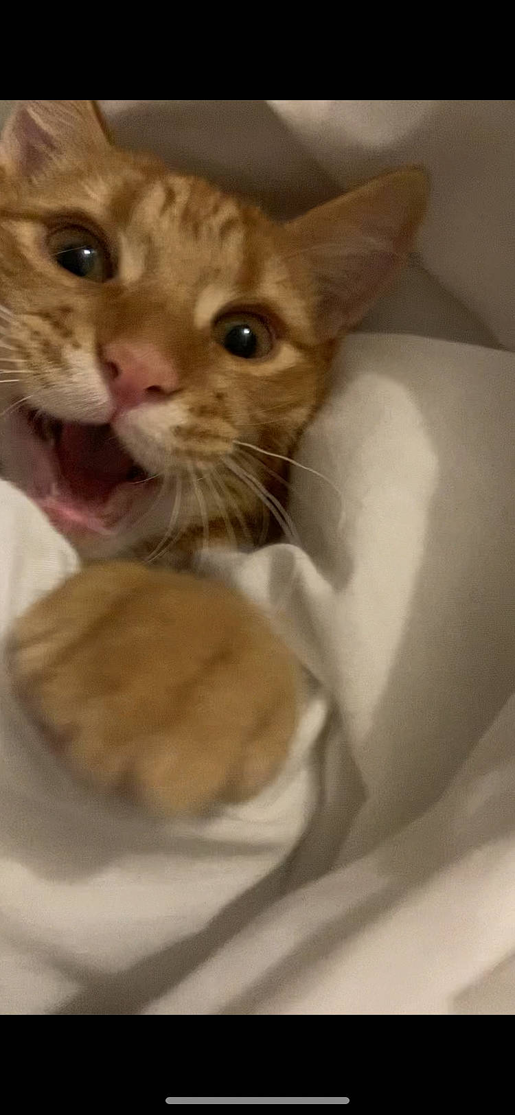 Simba participe au concours pour gagner de l'argent avec cette photo : carnivore, cat, cat_supply, claw, domestic_short_haired_cat, ear, eye, fawn, felidae, fur, gesture, paw, pet_supply, small_to_medium_sized_cats, snout, tail, vertebrate, whiskers