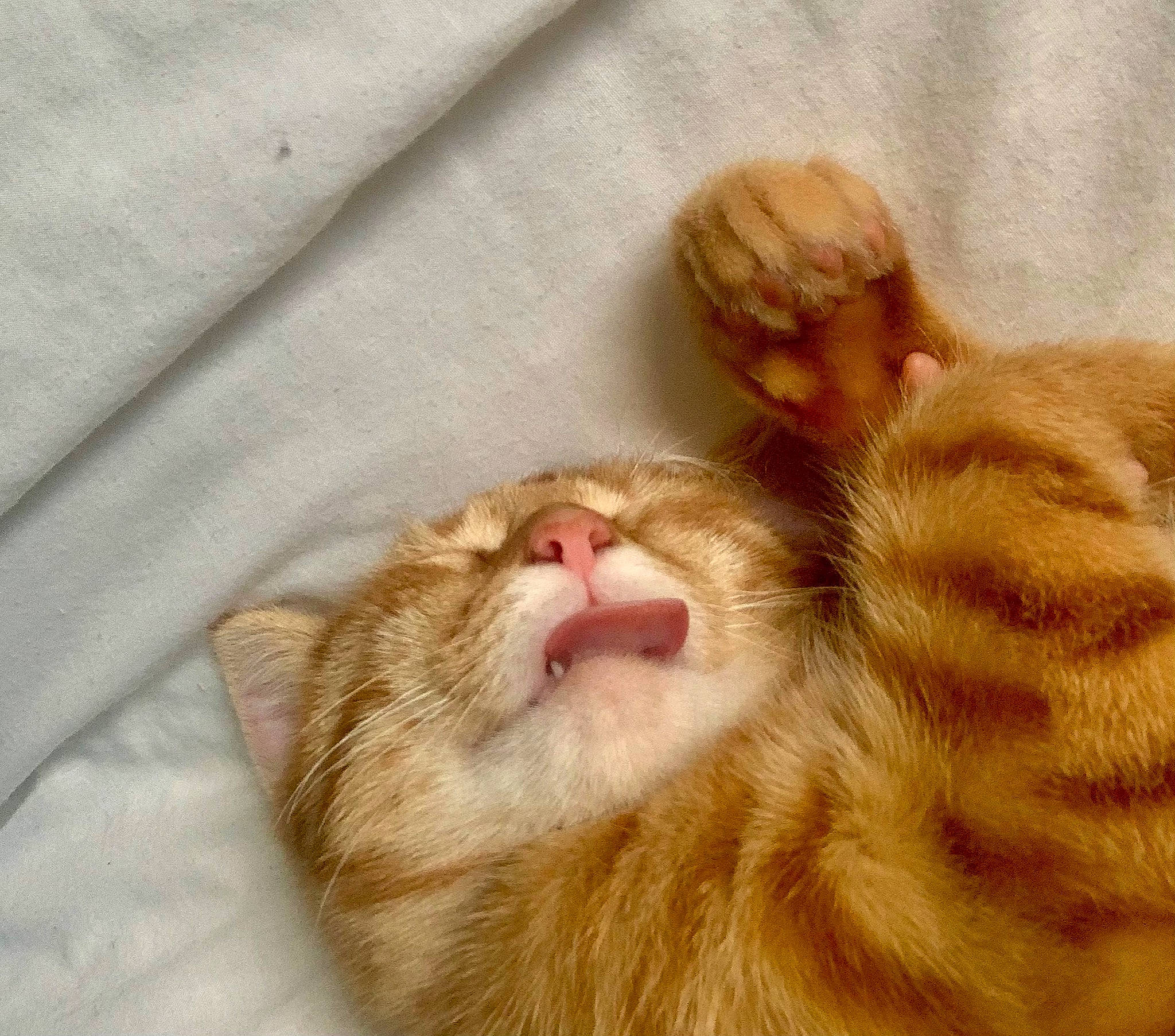 Simba participe au concours pour gagner de l'argent avec cette photo : carnivore, cat, claw, comfort, domestic_short_haired_cat, ear, eye, fawn, felidae, fur, linens, nap, paw, peach, small_to_medium_sized_cats, snout, tail, terrestrial_animal, textile, whiskers