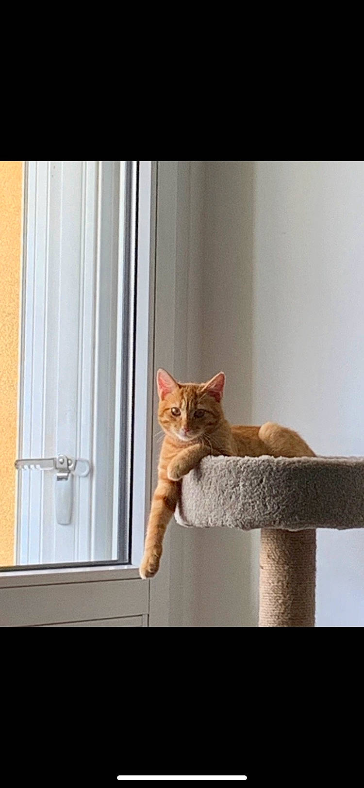 Simba participe au concours pour gagner de l'argent avec cette photo : brown, carnivore, cat, cat_supply, chair, comfort, curtain, door, fawn, felidae, flowerpot, fur, grey, plant, rectangle, small_to_medium_sized_cats, tail, whiskers, window, wood