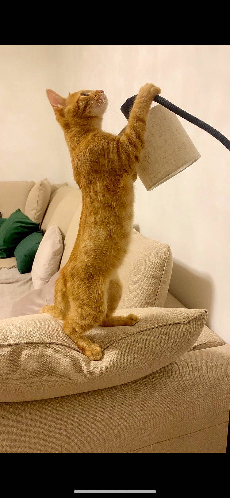 Simba a rejoint le concours — aidez-le/la à gagner de superbes lots ! carnivore, cat, cat_supply, comfort, couch, domestic_short_haired_cat, fawn, felidae, fur, gesture, human_leg, linens, paw, room, sitting, small_to_medium_sized_cats, tail, textile, whiskers, wood