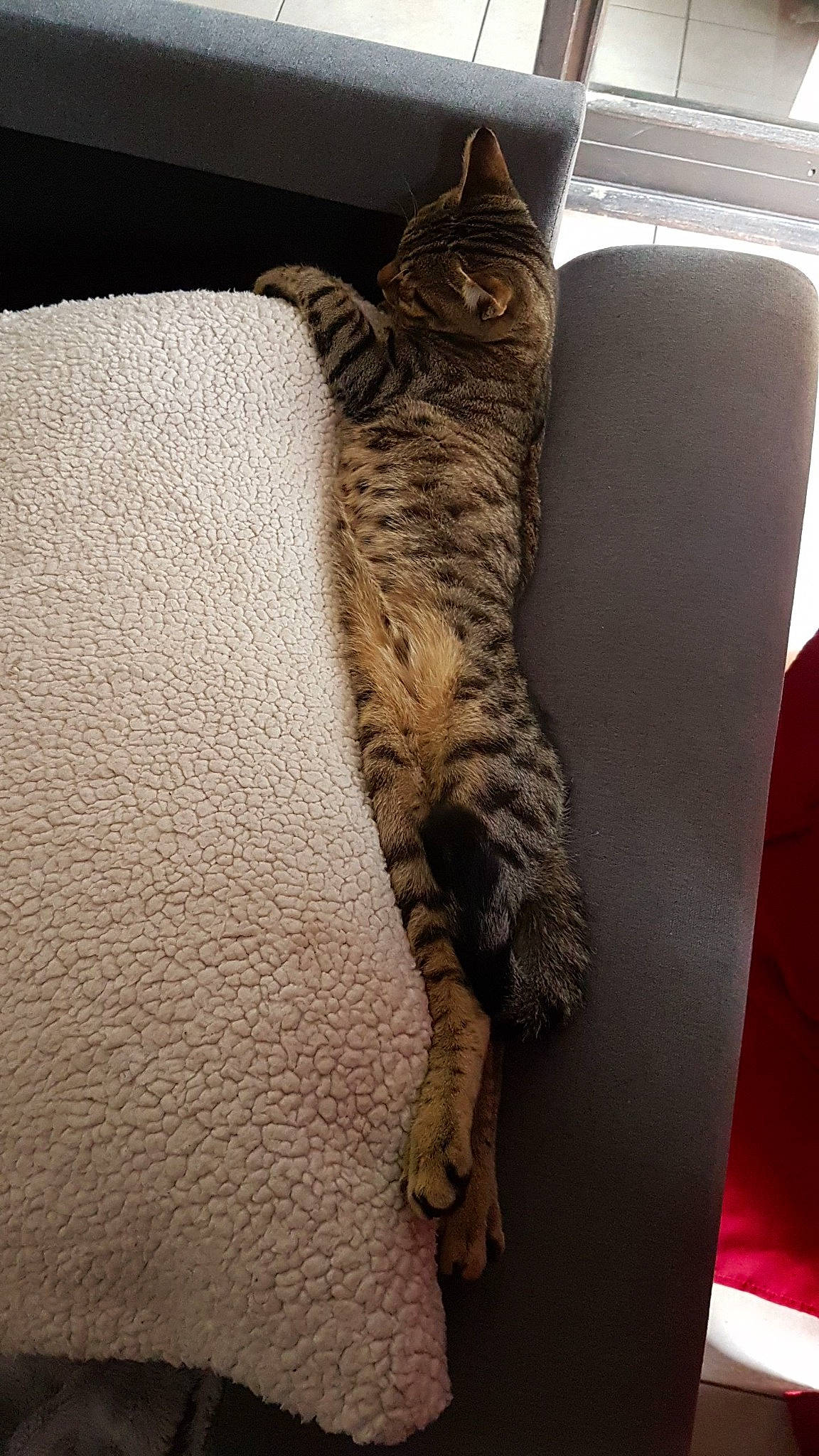 Wooki a rejoint le concours — aidez-le/la à gagner de superbes lots ! asian, bengal, california_spangled, carnivore, cat, domestic_short_haired_cat, dragon_li, egyptian_mau, european_shorthair, felidae, fur, kitten, leg, mammal, ocicat, pixie_bob, savannah, small_to_medium_sized_cats, tabby_cat, whiskers