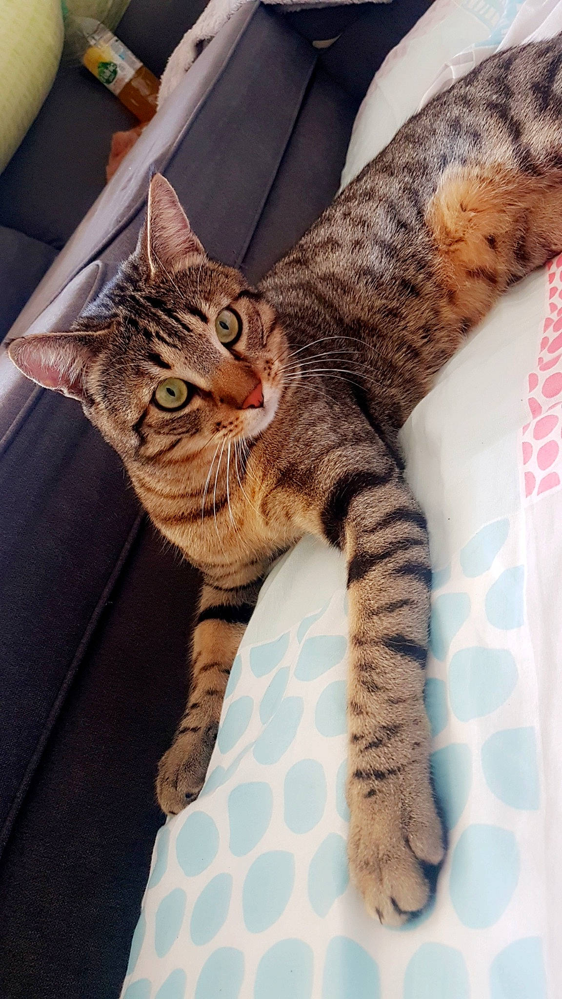 Wooki participe au concours pour gagner de l'argent avec cette photo : asian, bengal, california_spangled, carnivore, cat, domestic_short_haired_cat, dragon_li, egyptian_mau, european_shorthair, felidae, kitten, mammal, ocicat, savannah, small_to_medium_sized_cats, sokoke, tabby_cat, toyger, vertebrate, whiskers