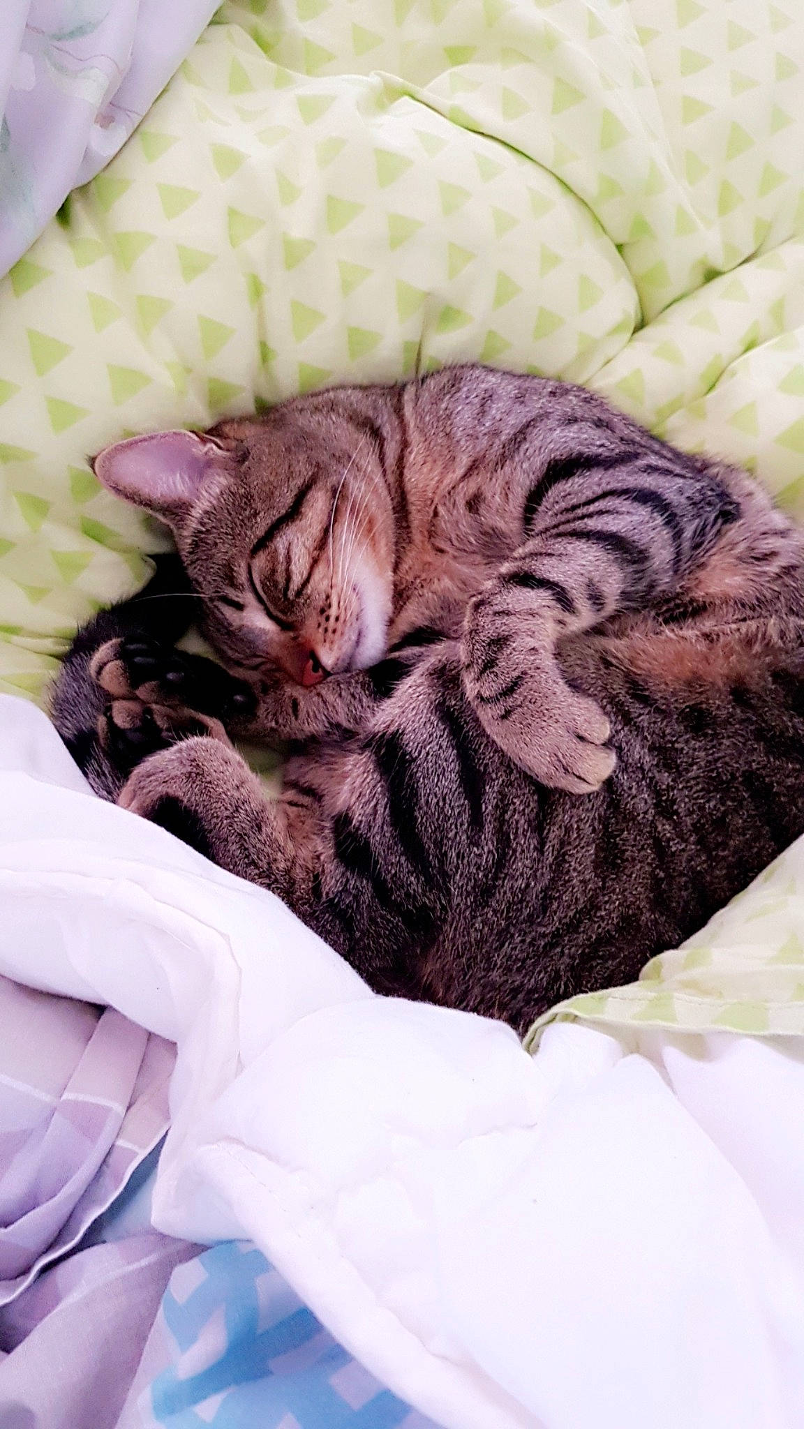 Wooki a rejoint le concours — aidez-le/la à gagner de superbes lots ! american_shorthair, bed, bedtime, blanket, carnivore, cat, comfort, dragon_li, european_shorthair, felidae, fur, kitten, linens, nap, skin, sleep, small_to_medium_sized_cats, tabby_cat, textile, whiskers