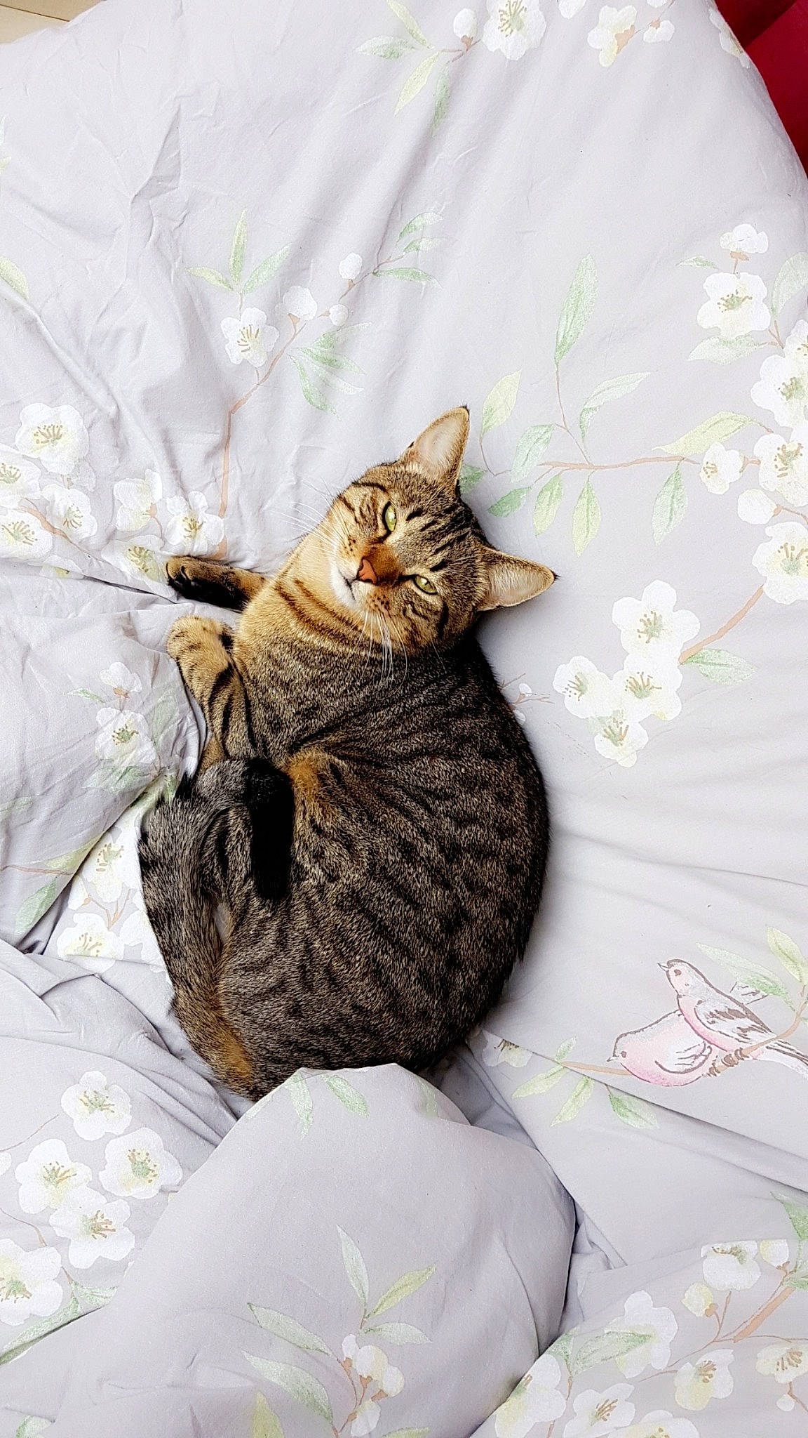 Wooki a rejoint le concours — aidez-le/la à gagner de superbes lots ! carnivore, cat, domestic_short_haired_cat, dragon_li, european_shorthair, felidae, kitten, ocicat, pixie_bob, small_to_medium_sized_cats, tabby_cat, whiskers