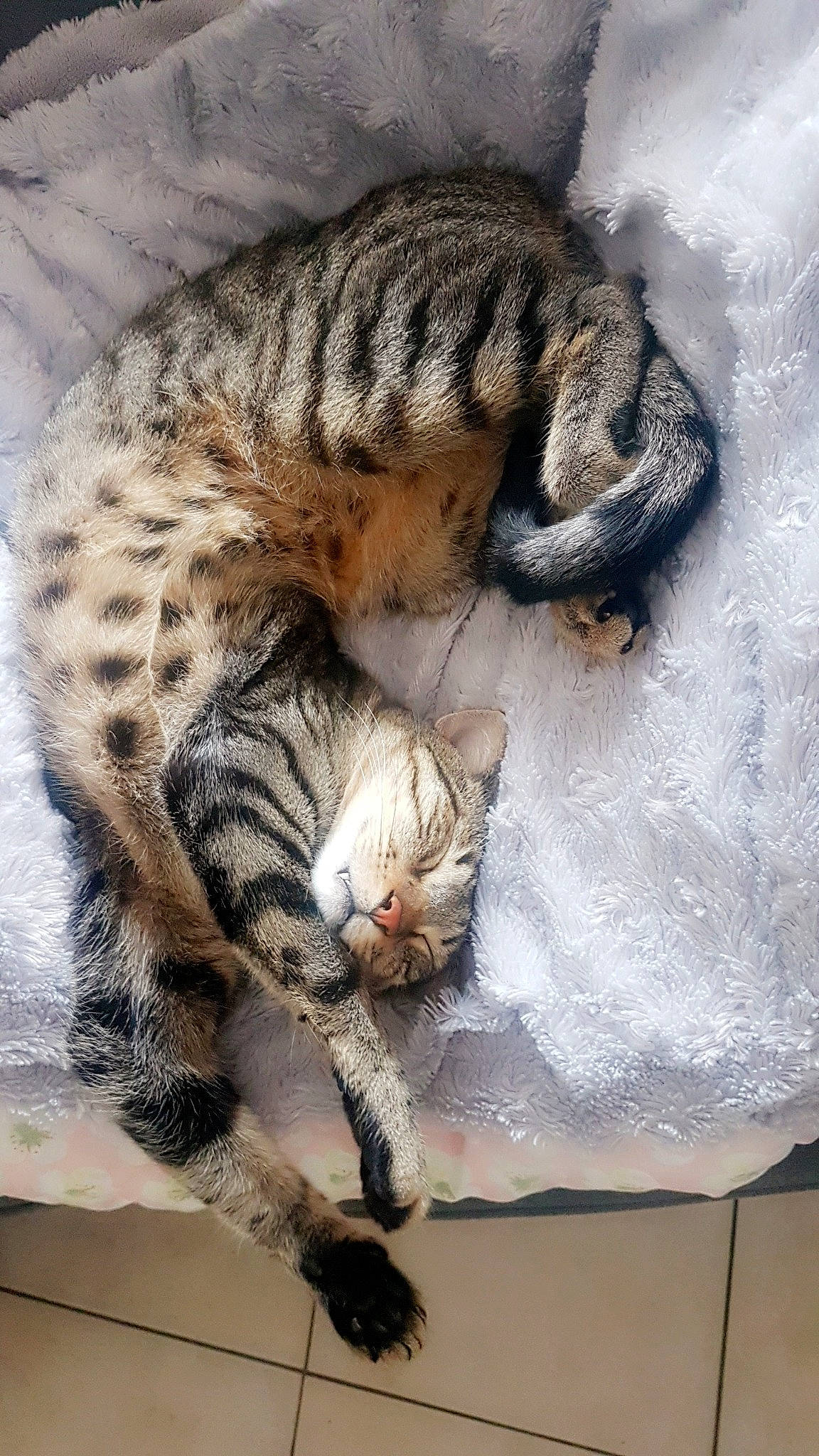 Wooki participe au concours pour gagner de l'argent avec cette photo : asian, bengal, california_spangled, carnivore, cat, domestic_short_haired_cat, dragon_li, egyptian_mau, european_shorthair, felidae, kitten, mammal, ocicat, savannah, small_to_medium_sized_cats, snout, tabby_cat, toyger, whiskers, wild_cat