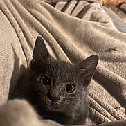 Goku participe au concours pour gagner de l'argent avec cette photo : animal, blanket, cat, closeup, comfort, cozy, curious, cute, ears, eyes, fur, gray_cat, home, indoor, kitten, pet, portrait, resting, soft, whiskers