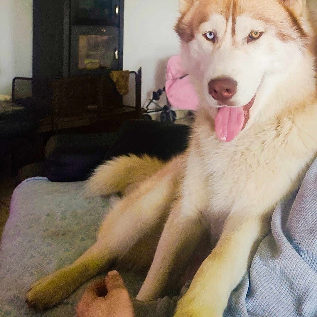 U'Buck a rejoint le concours — aidez-le/la à gagner de superbes lots ! animal, companion, couch, cozy, dog, friendly, fur, furniture, hand, heterochromia, husky, indoor, living_room, paw, person, pet, relaxed, smiling, tongue_out, wood_stove