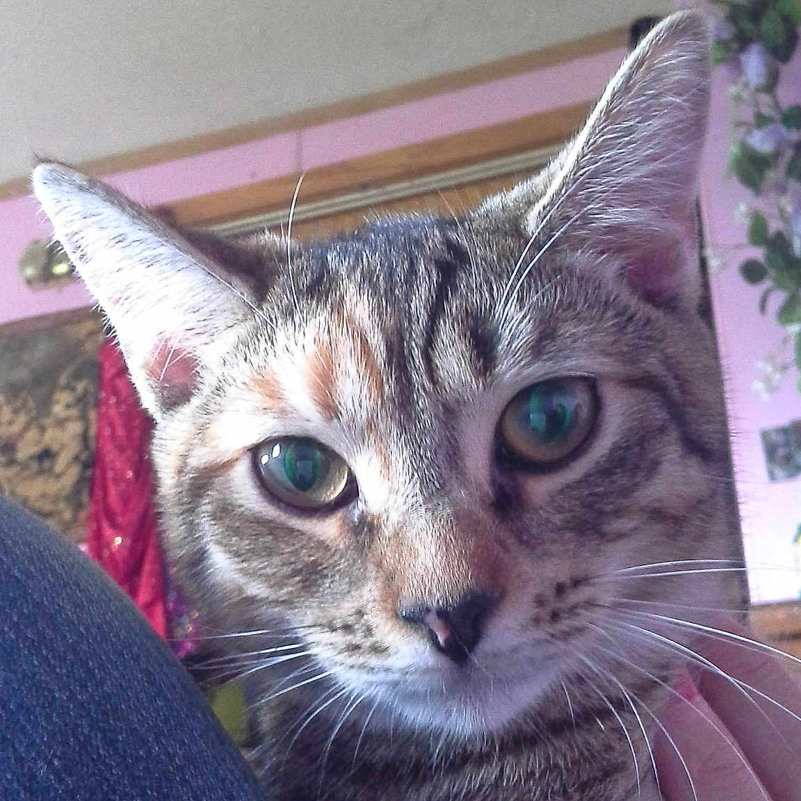 Leia