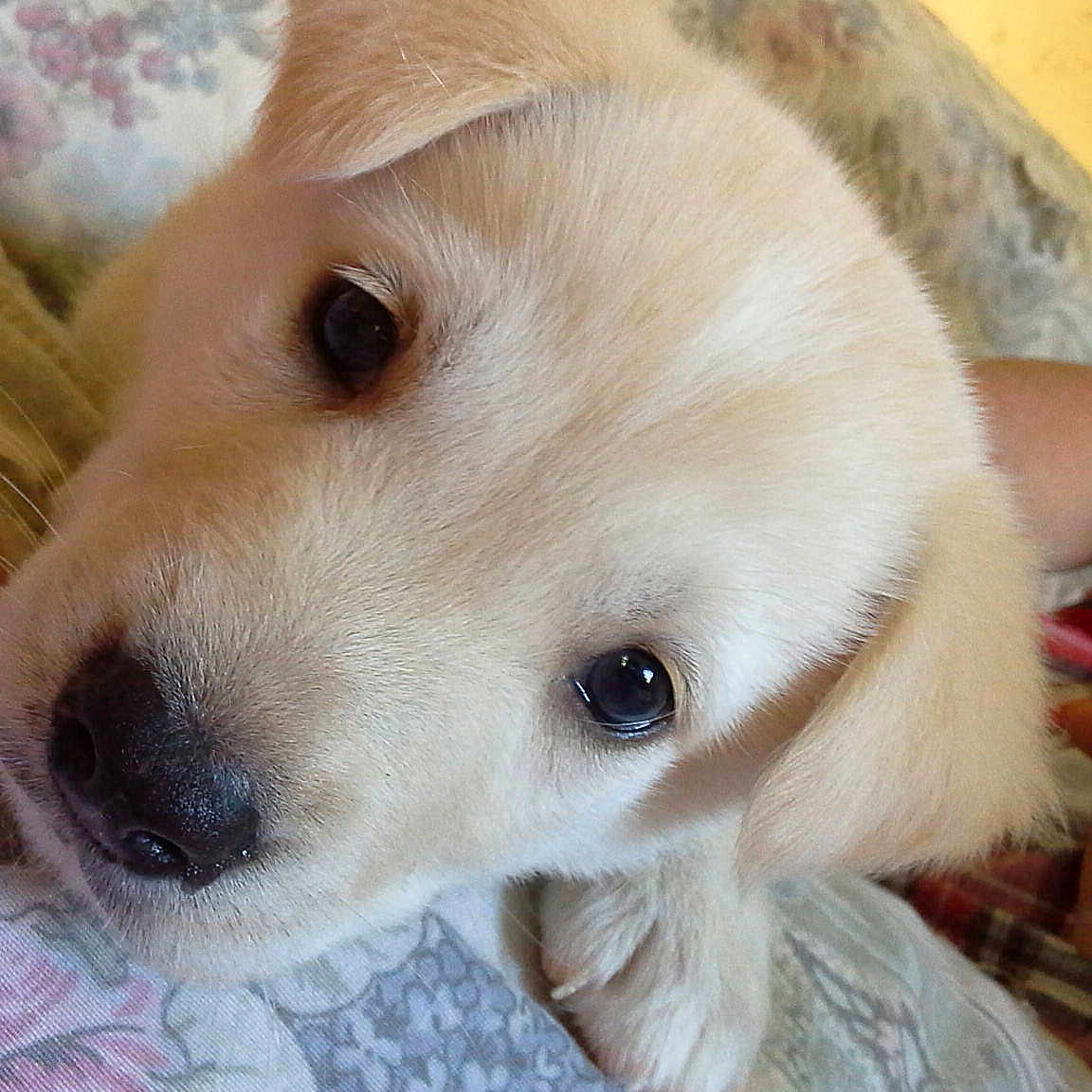 Hank