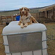 Riot is registered to the contest to win money with this photo: dog, brown_and_white, container, outdoor, farm, fence, mountains, sky, cloudy, animal, pet, resting, rural, landscape, metal, wood, earth, field, canine, nature