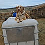 dog, brown_and_white, container, outdoor, farm, fence, mountains, sky, cloudy, animal, pet, resting, rural, landscape, metal, wood, earth, field, canine, nature
