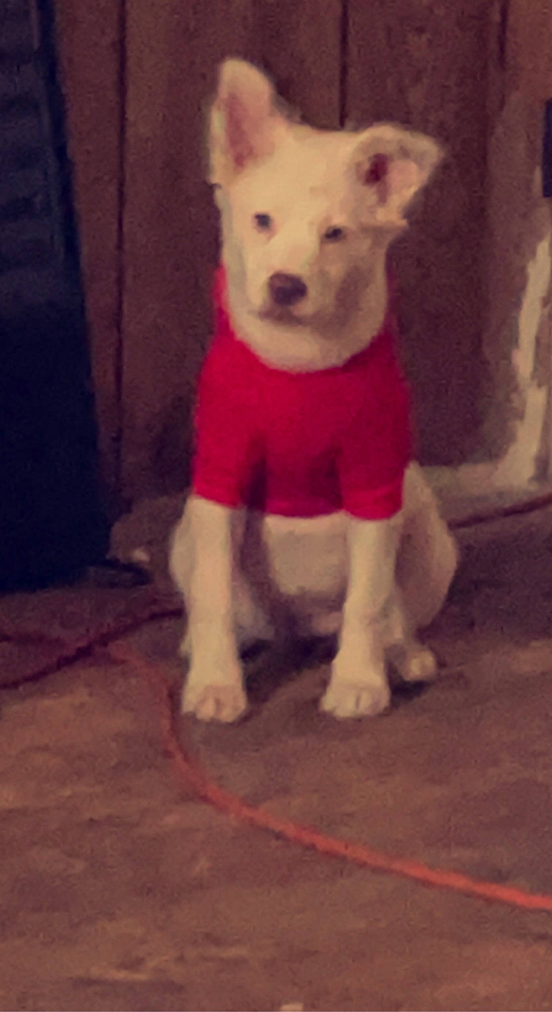 Winnie The Pooh joined the competition — help win amazing prizes! canidae, carnivore, companion_dog, dog, dog_breed, dog_clothes, dog_supply, fawn, flooring, fur, pattern, pet_supply, sleeve, snout, sporting_group, t_shirt, tail, toy_dog, whiskers, working_animal