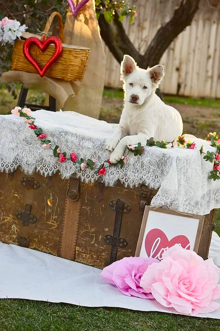 Winnie The Pooh is registered to the contest to win money with this photo: companion_dog, event, fawn, felidae, flower, flower_arranging, grass, linens, party_supply, petal, pink, plant, rose, rose_order, sweetness, tablecloth, tableware, tail, wedding_ceremony_supply, white