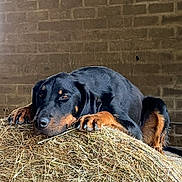 Ulk participe au concours pour gagner de l'argent avec cette photo : dog, hay, barn, brick_wall, animal, pet, resting, black_and_tan, fur, ears, paws, nails, lying_down, indoor, cozy, relaxed, farm, nature, canine, portrait