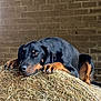 dog, hay, barn, brick_wall, animal, pet, resting, black_and_tan, fur, ears, paws, nails, lying_down, indoor, cozy, relaxed, farm, nature, canine, portrait