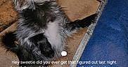 Bubby is registered to the contest to win money with this photo: animal, blue_cushion, call_buttons, call_screen, contact_name, curious_expression, dog, fur, green_call_button, incoming_call, message_text, mobile_phone, outdoor, pavement, pet, phone_screenshot, red_call_button, scruffy_dog, small_dog, text_overlay