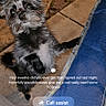 animal, blue_cushion, call_buttons, call_screen, contact_name, curious_expression, dog, fur, green_call_button, incoming_call, message_text, mobile_phone, outdoor, pavement, pet, phone_screenshot, red_call_button, scruffy_dog, small_dog, text_overlay