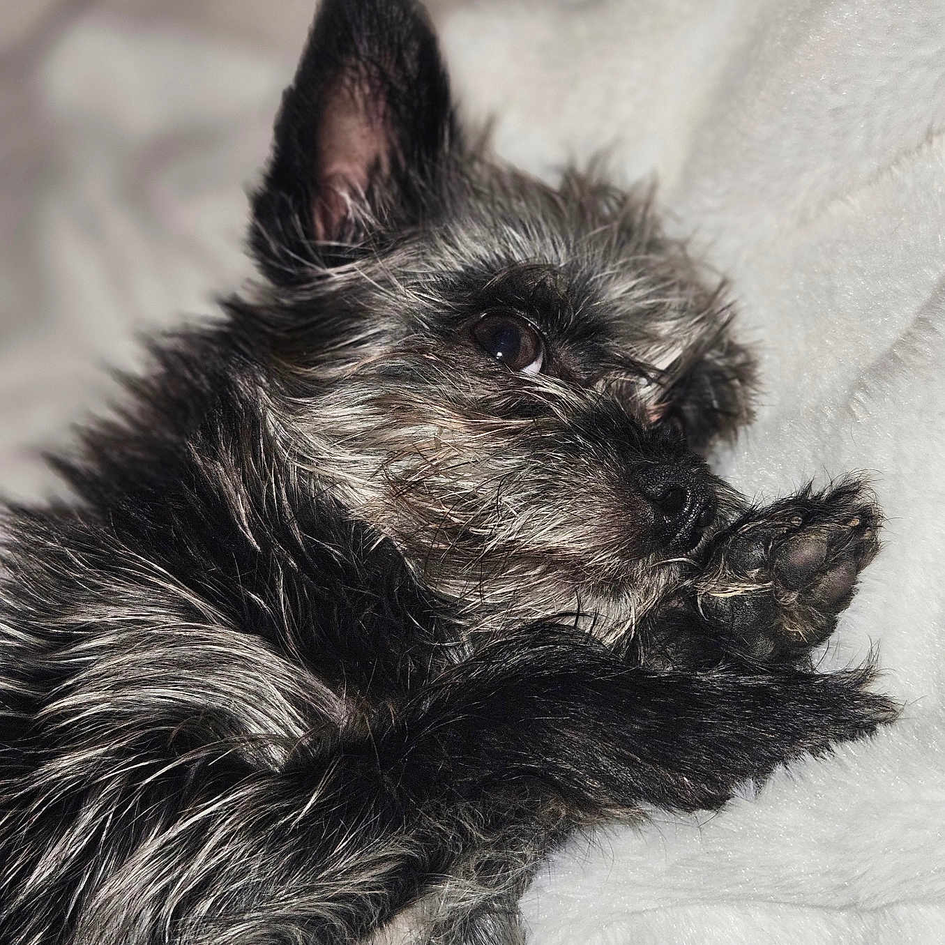 Bubby joined the competition — help win amazing prizes! animal, black_and_gray, blanket, close_up, companion, cozy, cute, dog, ear, fluffy, fur, indoor, paw, pet, portrait, relaxed, resting, sleepy, small_dog, whiskers