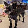 Bubby is registered to the contest to win money with this photo: animal, background, companion, countertop, cozy, curious, dog, domestic, drink_cup, ears, eyes, furry, indoor, kitchen, lamp, pet, scruffy, small_dog, standing, table