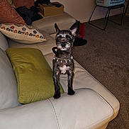 Bubby is registered to the contest to win money with this photo: animal, blanket, box, carpet, chair, cute, dog, ears, fur, green_pillow, home, indoor, laundry_basket, living_room, necklace, patterned_pillow, pet, pillow, small_dog, white_leather_couch