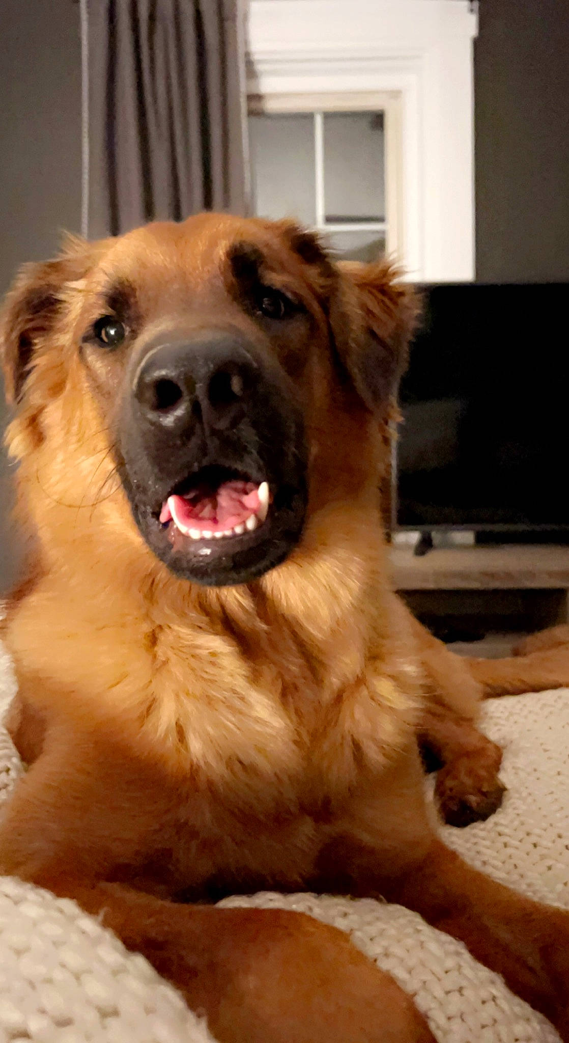 Axl is registered to the contest to win money with this photo: canidae, carnivore, companion_dog, computer_keyboard, dog, dog_breed, eye, fang, fawn, flooring, fur, guard_dog, head, home_appliance, jaw, liver, snout, sporting_group, whiskers, working_dog