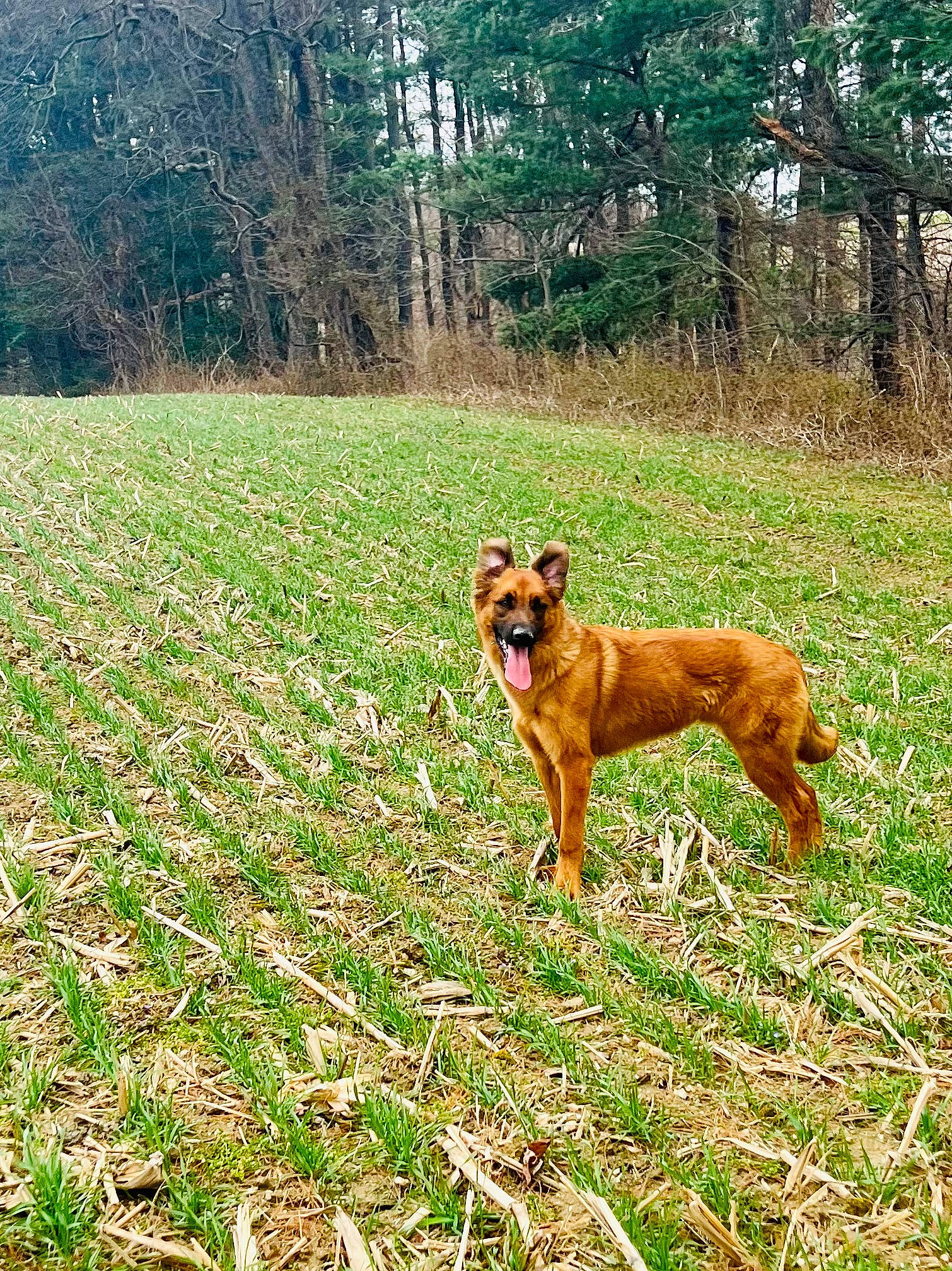 Axl joined the competition — help win amazing prizes! carnivore, companion_dog, dog, dog_breed, fawn, field, forest, grass, grassland, groundcover, landscape, meadow, natural_landscape, painting, pasture, people_in_nature, plant, prairie, tail, tree
