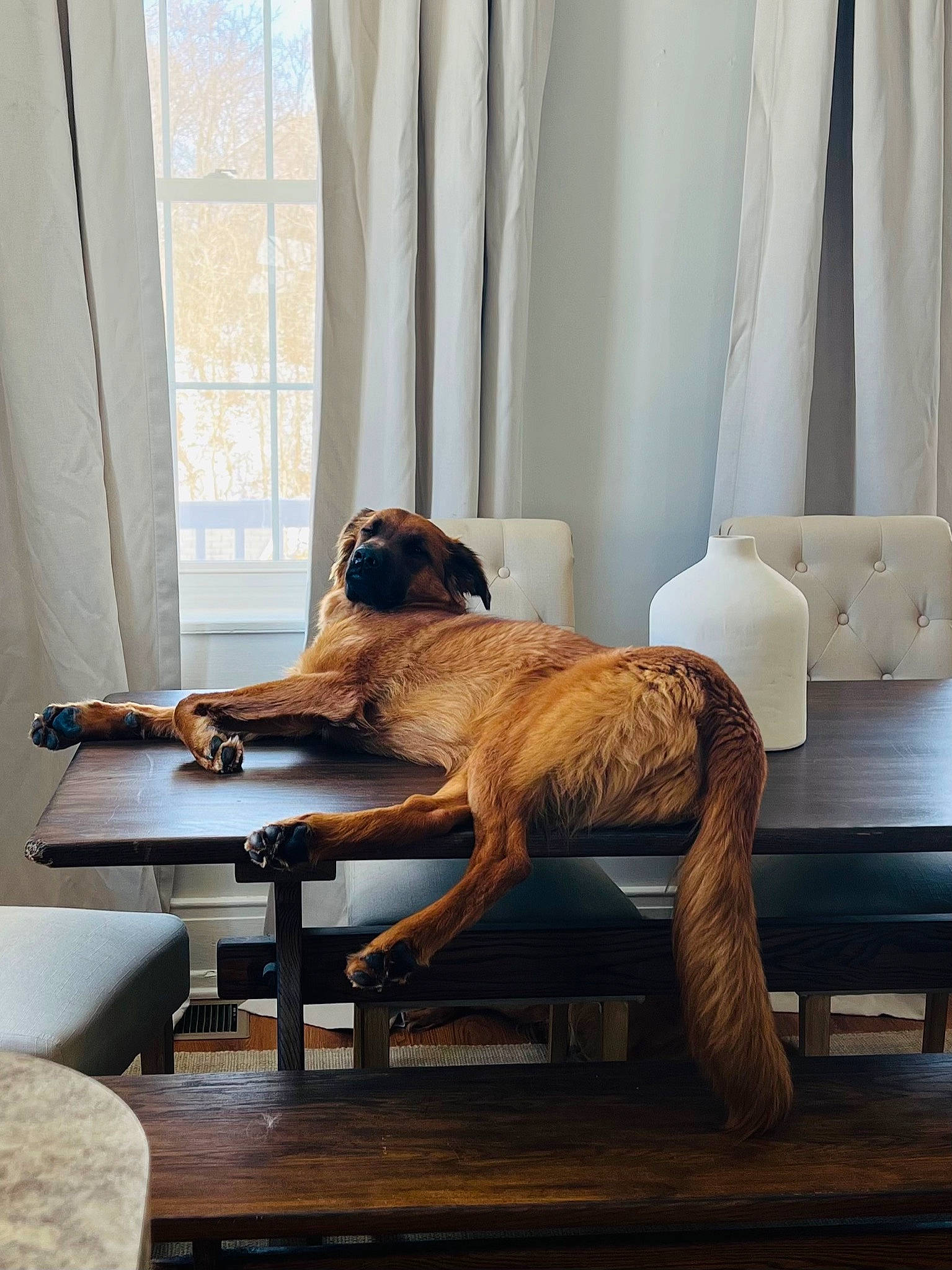 Axl joined the competition — help win amazing prizes! art, building, comfort, couch, curtain, fawn, floor, flooring, furniture, grey, hardwood, house, interior_design, lamp, linens, living_room, studio_couch, table, window, wood