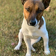 Duke is registered to the contest to win money with this photo: dog, animal, pet, outdoor, grass, ears, brown, white, sitting, portrait, canine, nature, cute, fur, mammal, looking, eyes, nose, friendly, alert