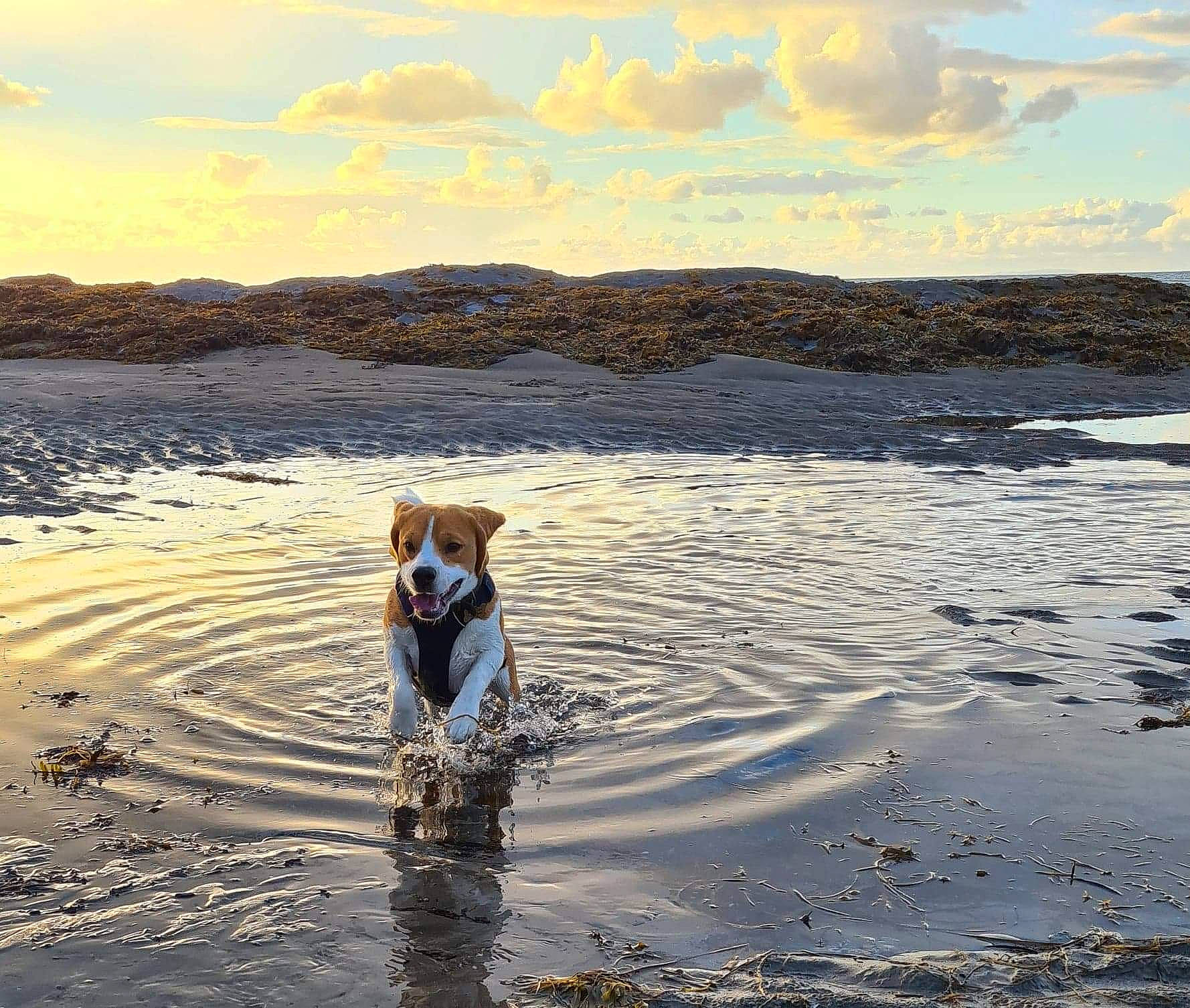 Bryn joined the competition — help win amazing prizes! carnivore, cloud, coastal_and_oceanic_landforms, dog, dog_breed, fawn, happy, horizon, lake, landscape, morning, mountainous_landforms, people_in_nature, sky, summer, sunlight, sunset, water, water_resources, wind_wave