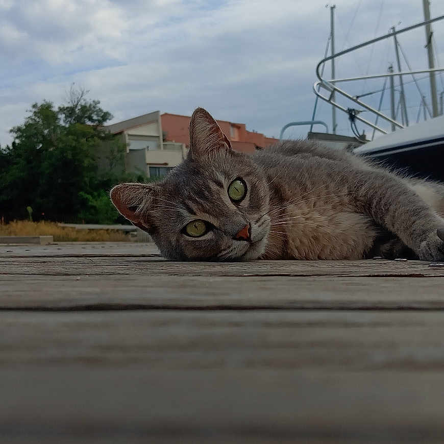 Mouche