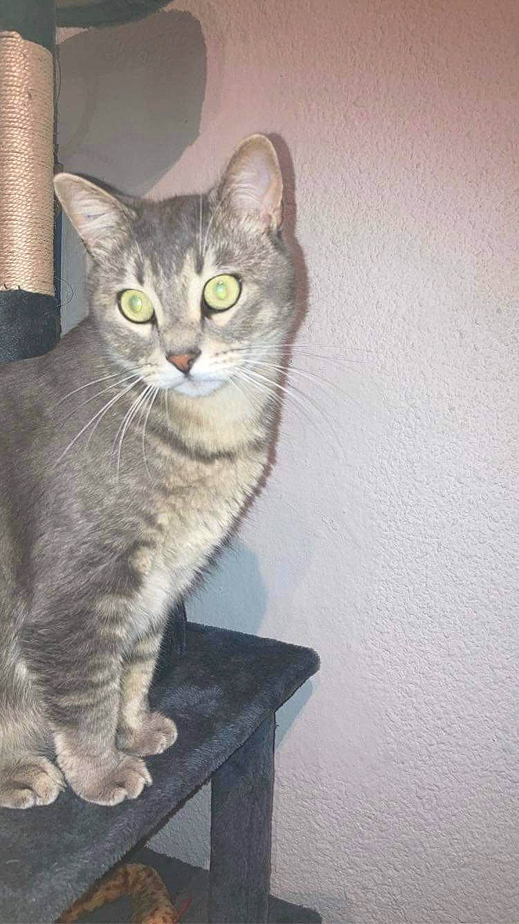 Calin a rejoint le concours — aidez-le/la à gagner de superbes lots ! carnivore, cat, domestic_short_haired_cat, door, felidae, fur, grey, small_to_medium_sized_cats, snout, terrestrial_animal, whiskers