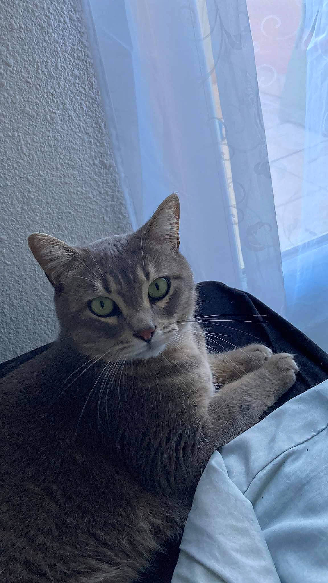 Calin participe au concours pour gagner de l'argent avec cette photo : carnivore, cat, comfort, domestic_short_haired_cat, door, felidae, fur, grey, small_to_medium_sized_cats, snout, tail, whiskers, window