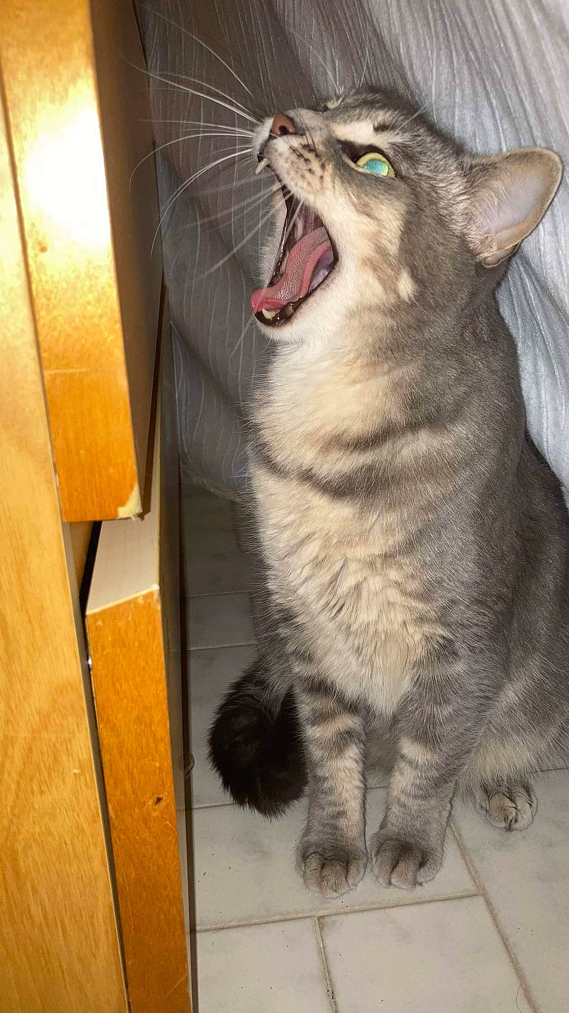 Calin a rejoint le concours — aidez-le/la à gagner de superbes lots ! carnivore, cat, domestic_short_haired_cat, door, fang, felidae, flooring, fur, hardwood, paw, rectangle, small_to_medium_sized_cats, snout, tail, varnish, whiskers, window, wood, wood_stain, yawn