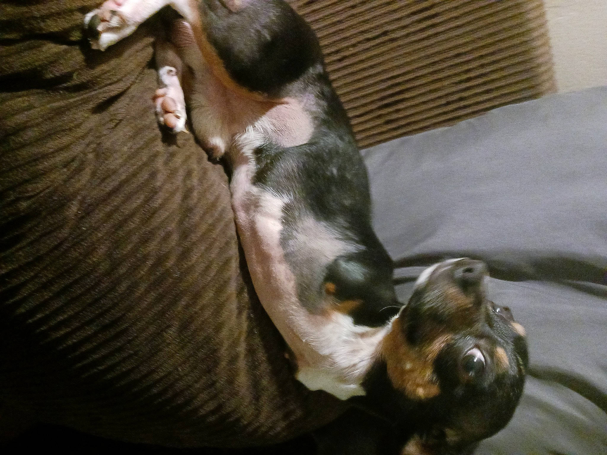 Noodle is registered to the contest to win money with this photo: canidae, carnivore, comfort, companion_dog, dog, dog_breed, fur, hardwood, hound, liver, non_sporting_group, paw, puppy, snout, sporting_group, tail, terrestrial_animal, whiskers, wood, working_animal