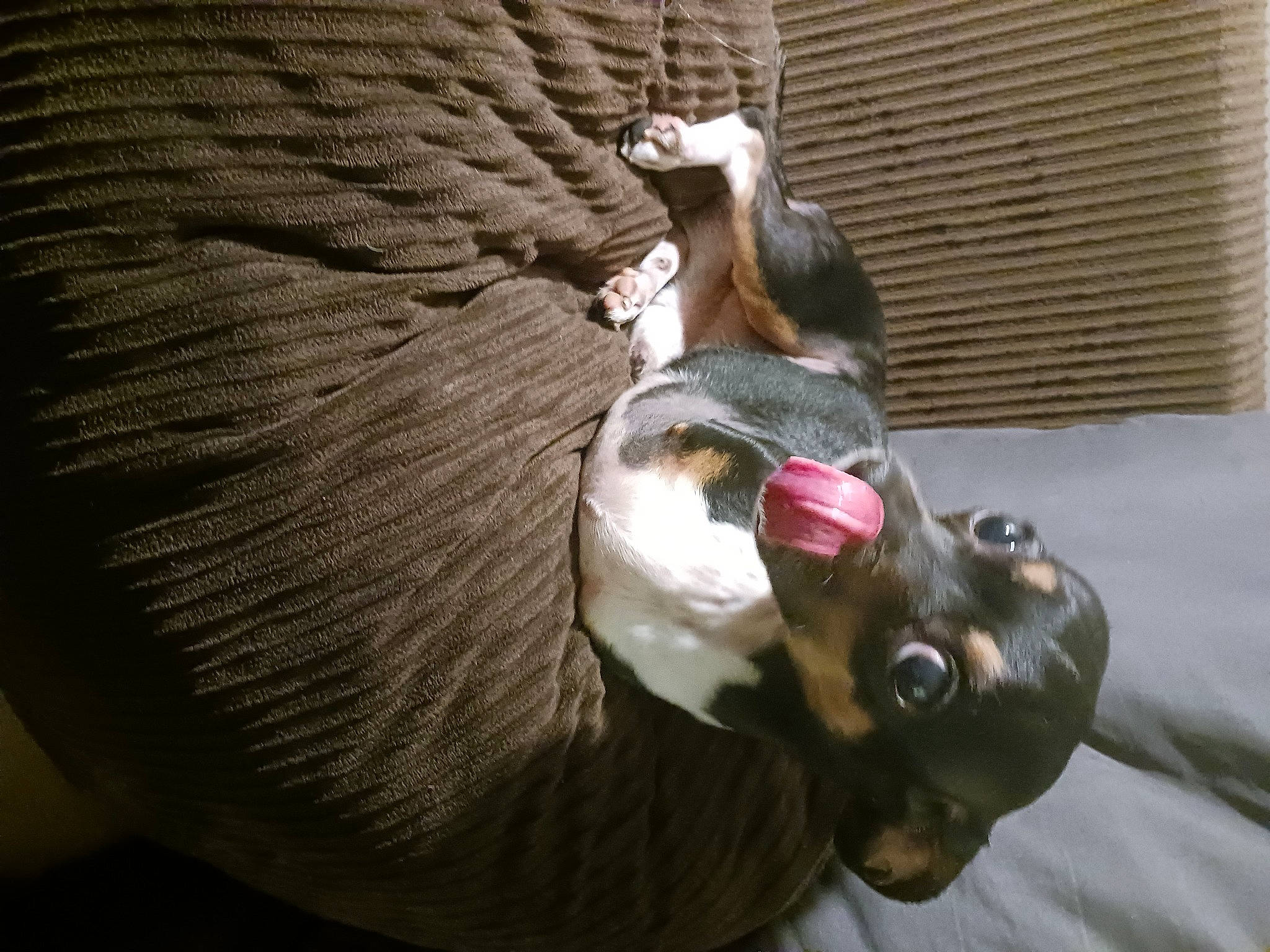 Noodle joined the competition — help win amazing prizes! canidae, carnivore, comfort, companion_dog, couch, dog_breed, fawn, felidae, fur, human_leg, non_sporting_group, small_to_medium_sized_cats, snout, sporting_group, stallion, tail, whiskers, window, wood