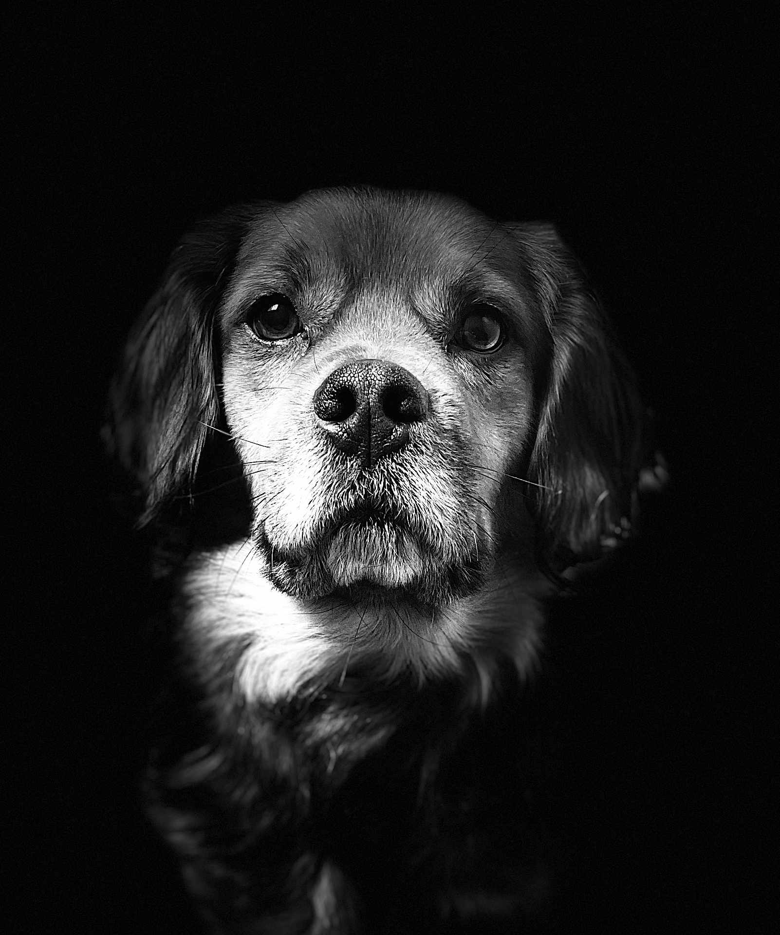 Reïko participe au concours pour gagner de l'argent avec cette photo : dog, portrait, black_and_white, close_up, pet, animal, face, fur, whiskers, nostrils, ears, expression, dark_background, monochrome, cute, muzzle, canine, compassionate, studio_lighting, serious