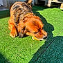 Reïko a rejoint le concours — aidez-le/la à gagner de superbes lots ! dog, brown_fur, black_fur, artificial_grass, sunlight, outdoor, chewing, pet, small_dog, wooden_pallet, shadow, concrete_wall, daylight, animal, canine, snout, ears, tail, ground, playful
