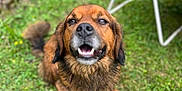 Reïko a rejoint le concours — aidez-le/la à gagner de superbes lots ! dog, grass, outdoor, happy, pet, animal, canine, fur, sitting, nature, chair, blurred_background, smiling, brown_fur, tail, ears, mouth_open, daylight, garden, playful