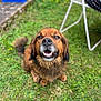 dog, grass, outdoor, happy, pet, animal, canine, fur, sitting, nature, chair, blurred_background, smiling, brown_fur, tail, ears, mouth_open, daylight, garden, playful