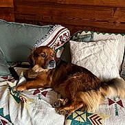 Reïko participe au concours pour gagner de l'argent avec cette photo : dog, brown_dog, couch, blanket, pillows, wooden_wall, indoor, pet, relaxed, fur, animal, lying_down, cozy, home, comfort, living_room, patterned_blanket, tail, paw, resting