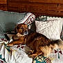 dog, brown_dog, couch, blanket, pillows, wooden_wall, indoor, pet, relaxed, fur, animal, lying_down, cozy, home, comfort, living_room, patterned_blanket, tail, paw, resting