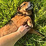 Reïko participe au concours pour gagner de l'argent avec cette photo : dog, grass, hand, outdoor, pet, animal, sunlight, fur, relaxing, nature, paw, brown, happy, resting, closeup, summer, playing, domestic_animal, canine, friendly