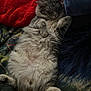 Tommy is registered to the contest to win money with this photo: cat, fluffy, gray, relaxed, lying_down, paws, blanket, pillow, cozy, indoor, pet, fur, sleepy, cute, animal, resting, soft, domestic, whiskers, bed