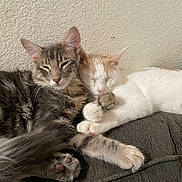 Tommy joined the competition — help win amazing prizes! cat, cats, tabby, white_cat, orange_patches, sleeping, snuggling, cozy, couch, pet, animal, feline, paws, fur, resting, indoor, cute, friendship, relaxing, closeup